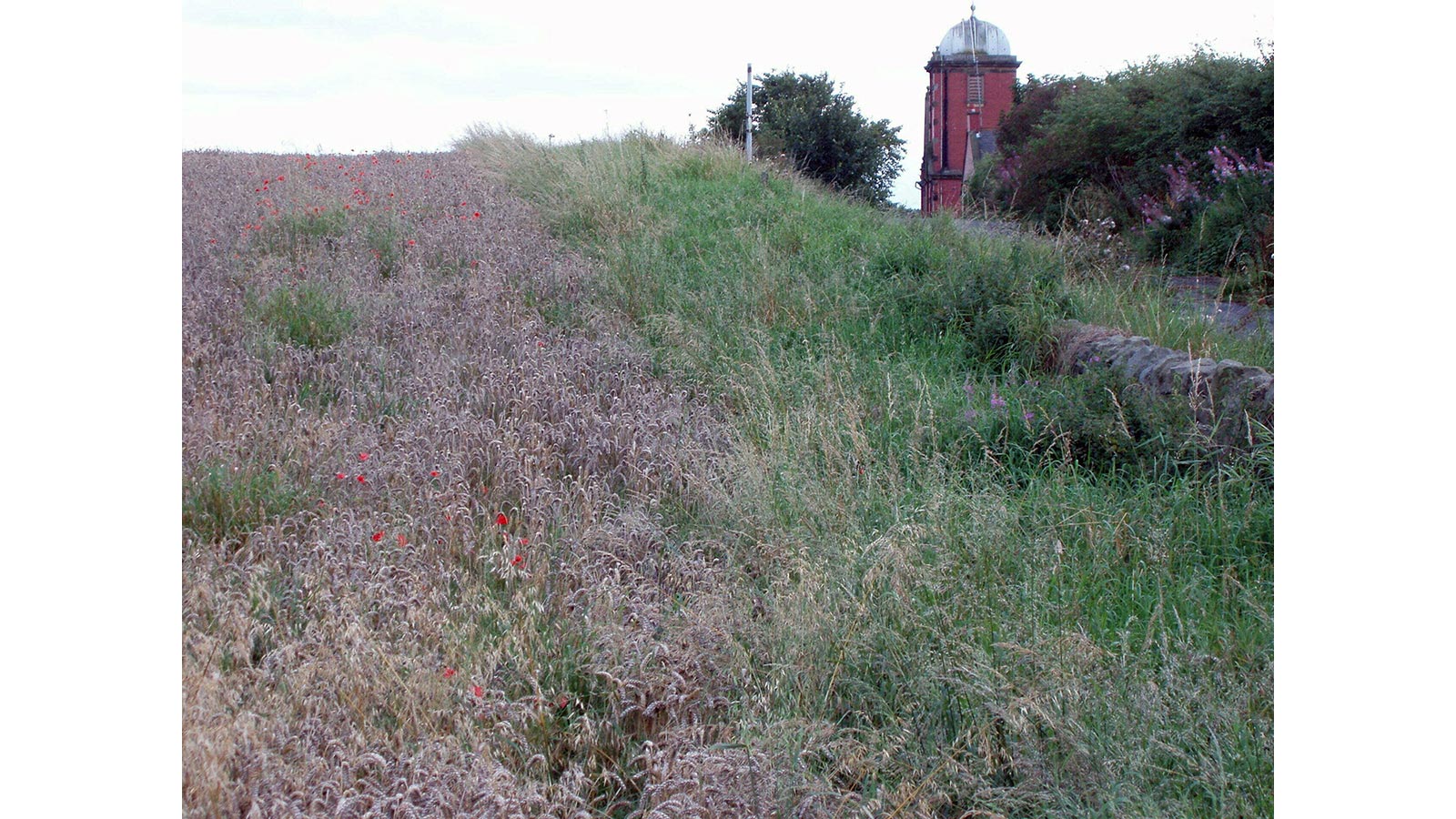 images of the Old Road from North Walbottle to Walbottle Village, M. Webb, 2008