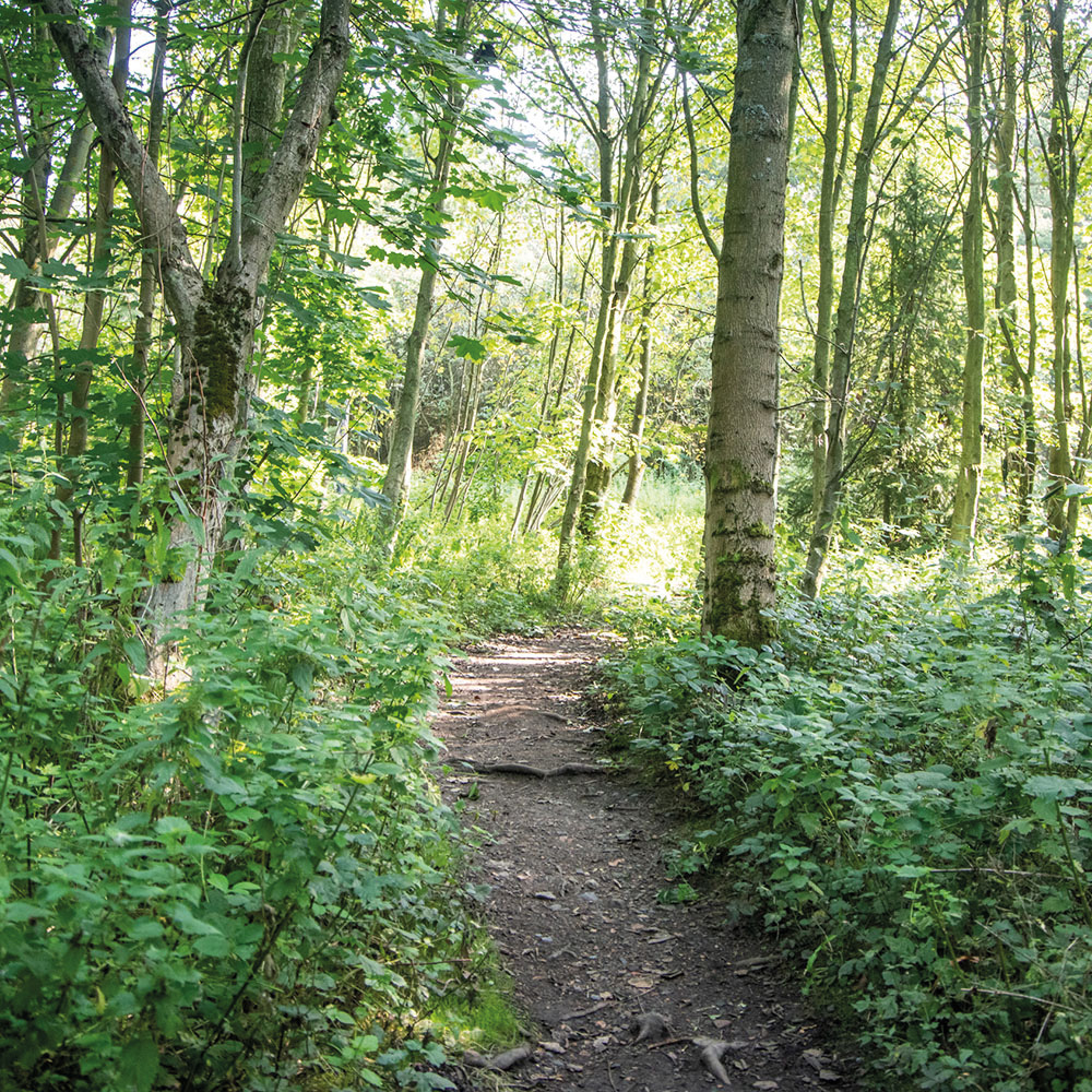 Walbottle & Throckley Dene Route 2